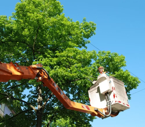 Prevent Storm Damage – Schedule an Inspection with Arbor Care Tree Service