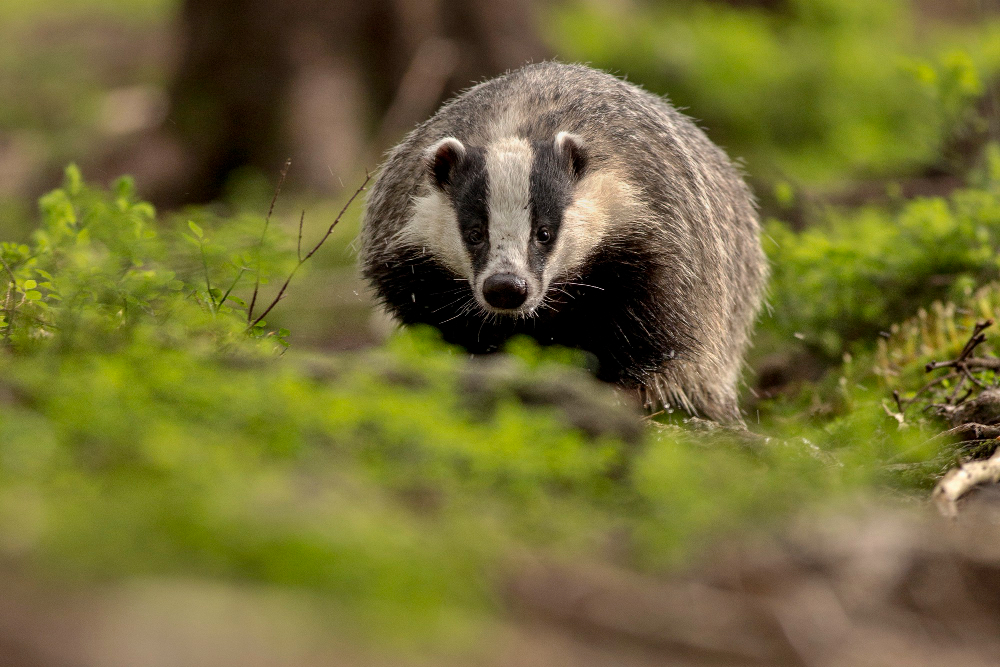 Do Skunks Hibernate during the winter? Figuring out How They Act in the winter