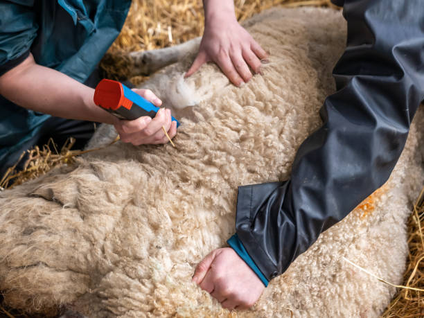 Veterinary Medicine Distributors in Dubai – Reliable Animal Health Solutions