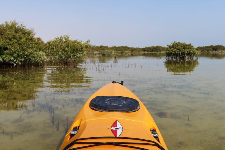 Kayaking in Mangroves: A Unique Adventure in Qatar
