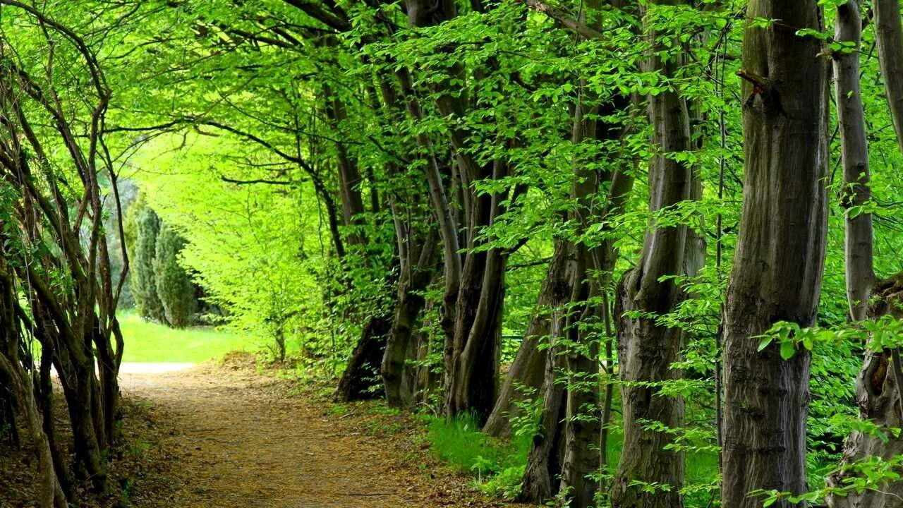 Save the Forest to Preserve Biodiversity and Natural Habitats