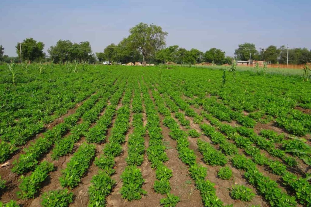 Best Practices for Groundnut Farming: A Success Guide